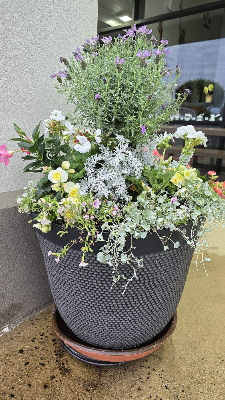 Lavender container arrangement