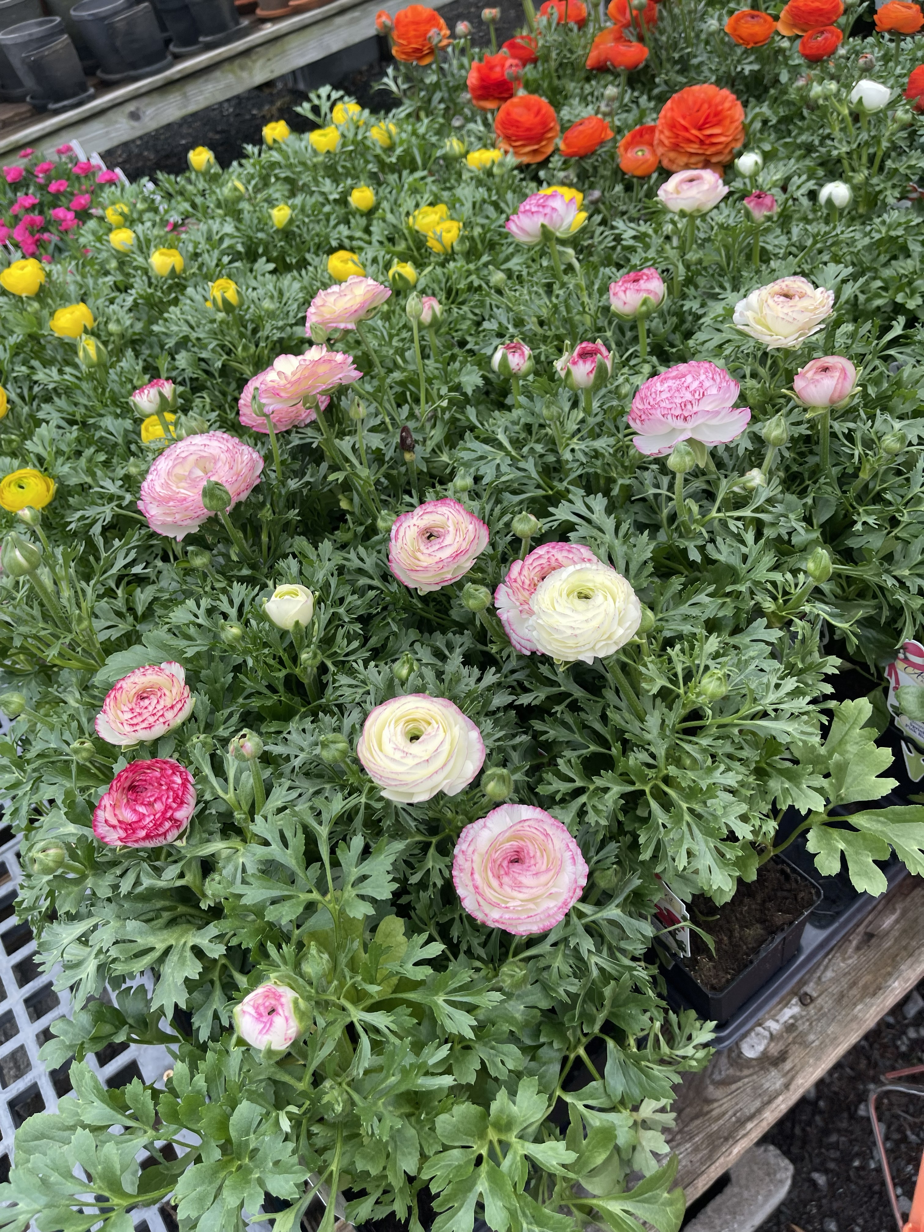 Spring refresh