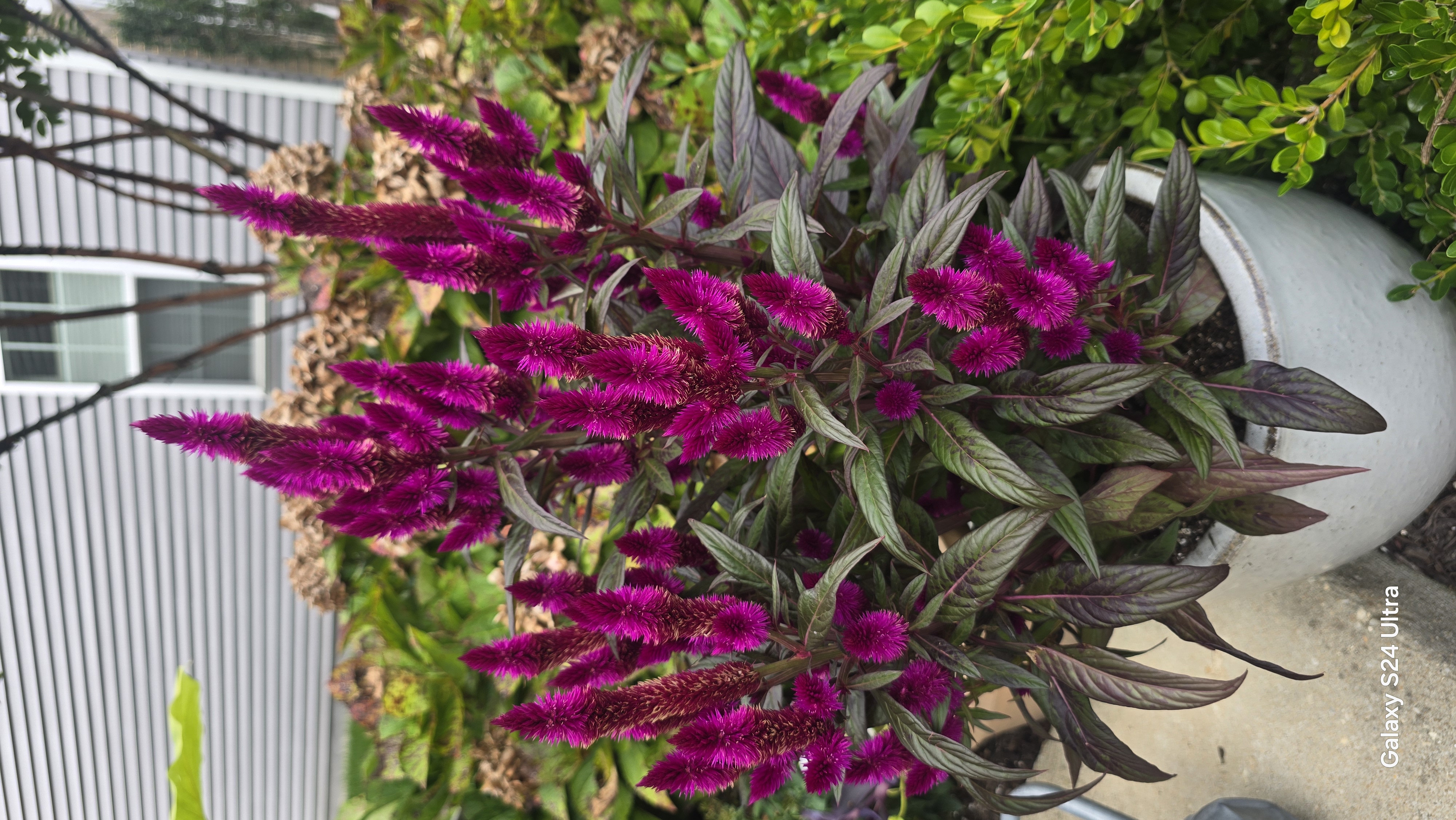 Summer planting